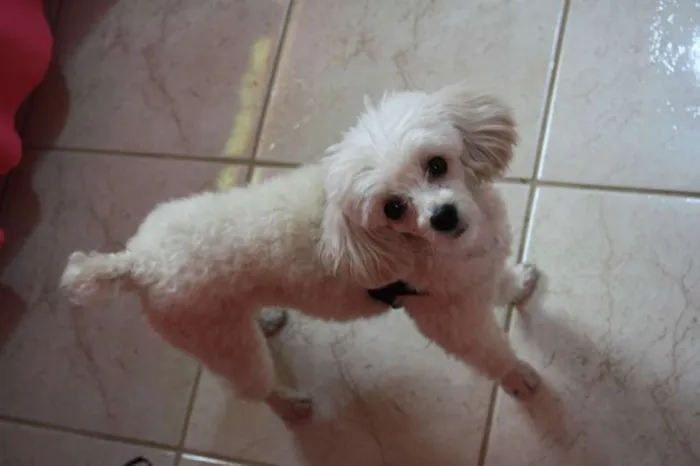 Cachorro ra a Poodle idade 5 anos nome Boby