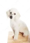 Boby