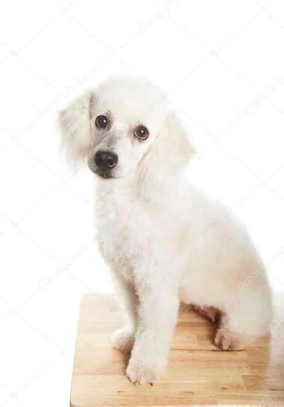 Cachorro ra a Poodle idade 5 anos nome Boby