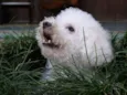 Boby
