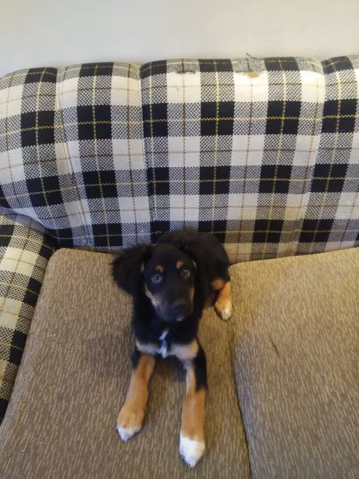Cachorro ra a SRD idade 2 a 6 meses nome Luke