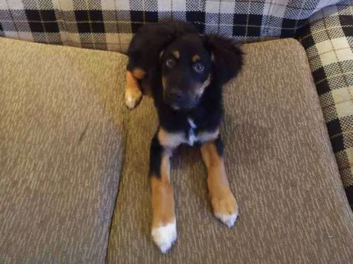 Cachorro ra a SRD idade 2 a 6 meses nome Luke