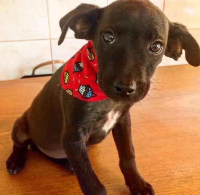 Cachorro ra a SRD idade 2 a 6 meses nome Sem nome 