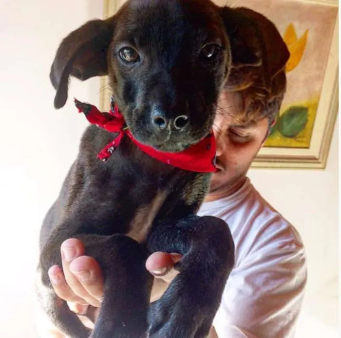 Cachorro ra a SRD idade 2 a 6 meses nome Sem nome 