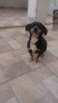 Neguinha