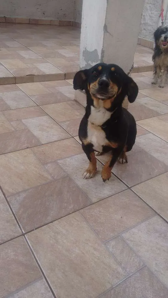 Cachorro ra a Srd idade 4 anos nome Neguinha