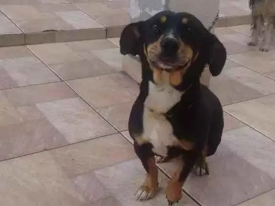 Cachorro ra a Srd idade 4 anos nome Neguinha