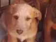 Bege Peludinho