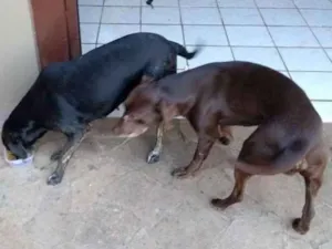 Cachorro raça Labrador idade 3 anos nome Sem nome