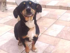 Cachorro raça Srd idade 4 anos nome Neguinha