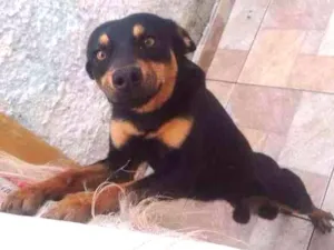 Cachorro raça Srd idade 1 ano nome Zeus
