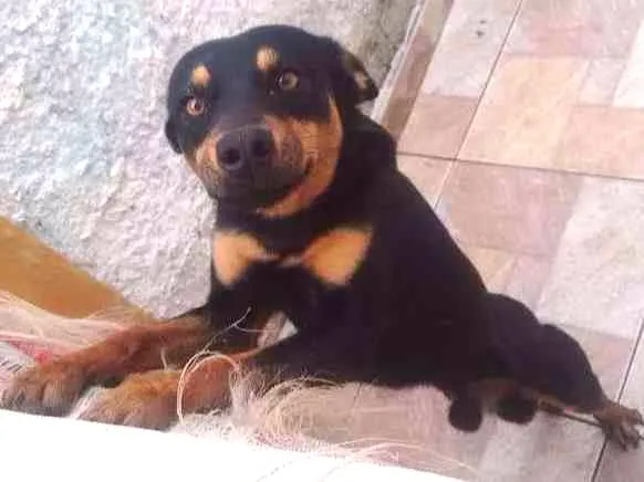Cachorro ra a Srd idade 1 ano nome Zeus