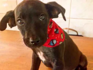 Cachorro raça SRD idade 2 a 6 meses nome Sem nome 