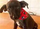Cachorro raça SRD idade 2 a 6 meses nome Sem nome 