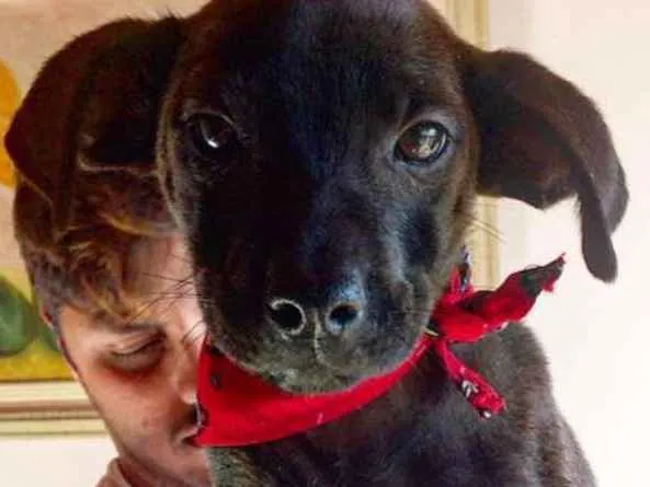 Cachorro ra a SRD idade 2 a 6 meses nome Sem nome 