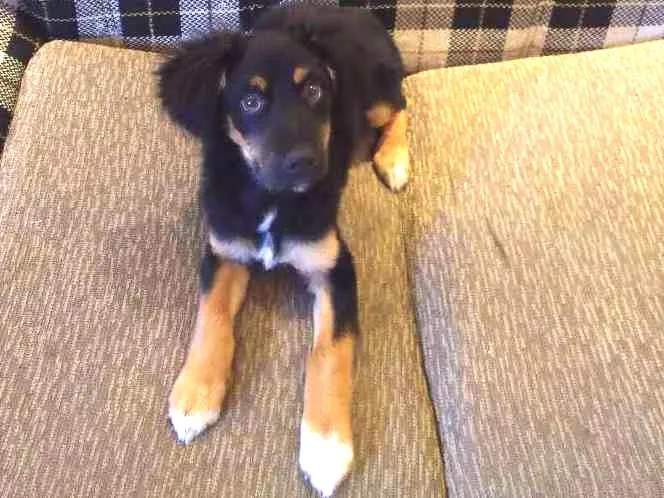 Cachorro ra a SRD idade 2 a 6 meses nome Luke