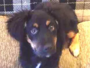 Cachorro raça SRD idade 2 a 6 meses nome Luck