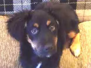 Cachorro ra a SRD idade 2 a 6 meses nome Luck