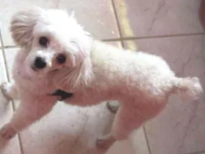 Cachorro raça Poodle idade 5 anos nome Boby