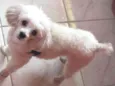 Boby