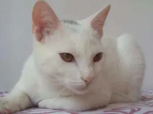 Gato raça Indefinida idade 2 a 6 meses nome Sadon