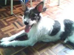 Cachorro raça Srd idade 3 anos nome Meg