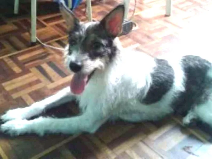 Cachorro ra a Srd idade 3 anos nome Meg