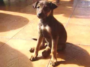 Cachorro raça indefinida idade 2 a 6 meses nome Pancinha