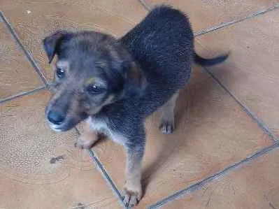 Cachorro ra a indefinida idade 2 a 6 meses nome Pancinha