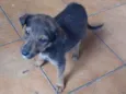Pancinha