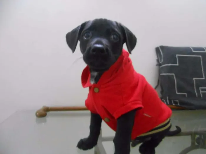 Cachorro ra a indefinida idade Abaixo de 2 meses nome sem nome