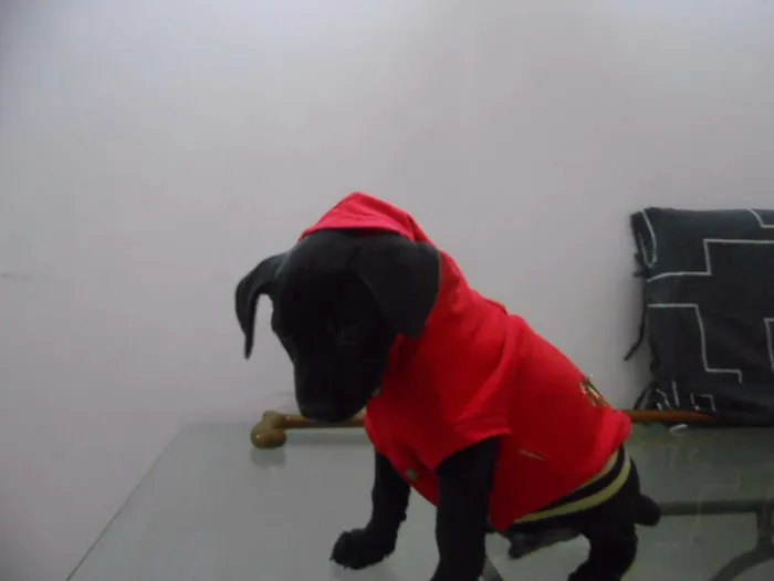 Cachorro ra a indefinida idade Abaixo de 2 meses nome sem nome