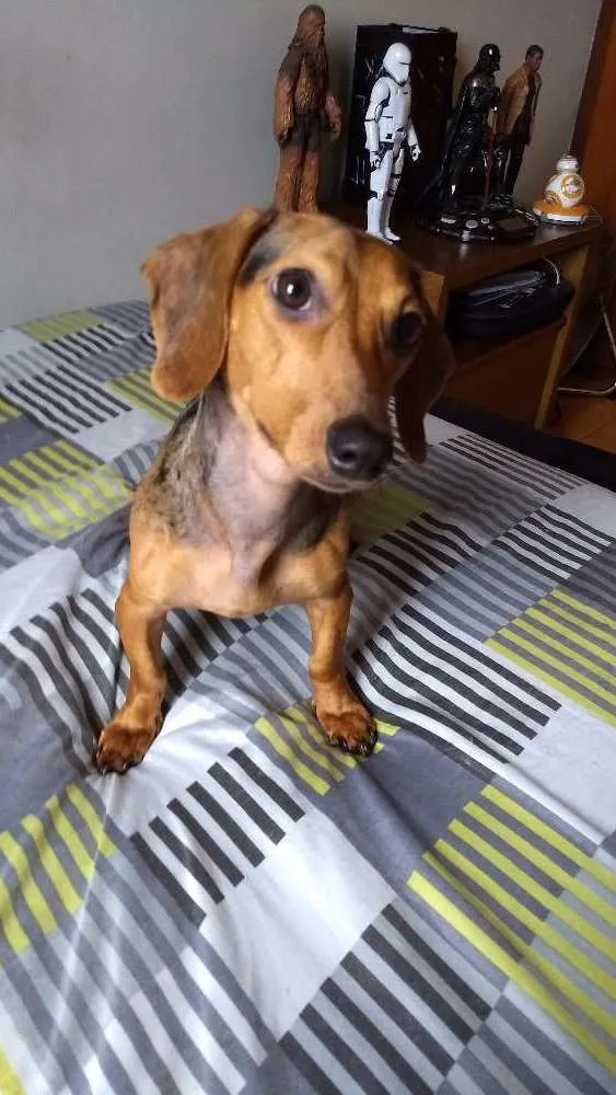 Cachorro ra a Daschund idade 7 a 11 meses nome Sabrina