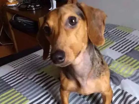 Cachorro ra a Daschund idade 7 a 11 meses nome Sabrina