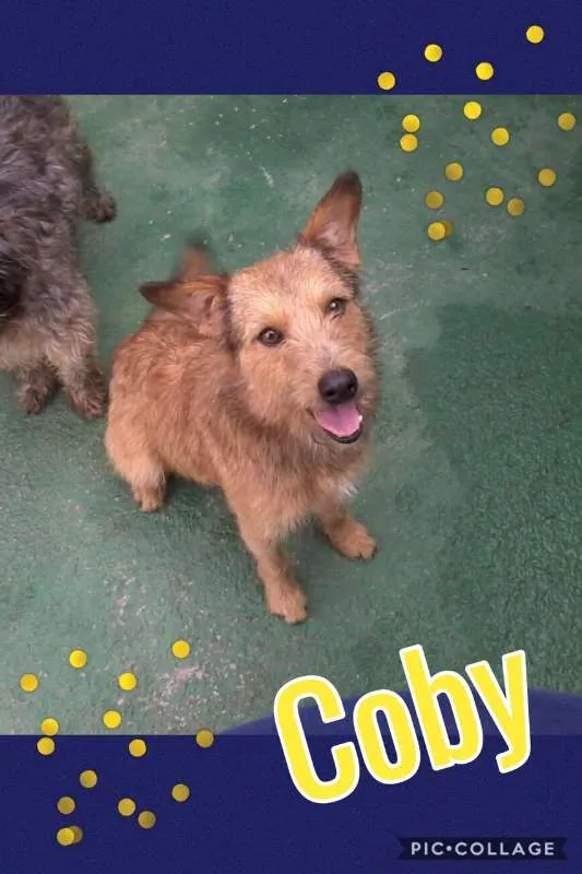 Cachorro ra a SRD idade 2 anos nome COBY!!!