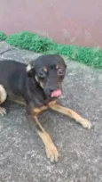 `Pipoca