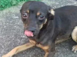 Cachorro raça Indefinida idade 1 ano nome `Pipoca