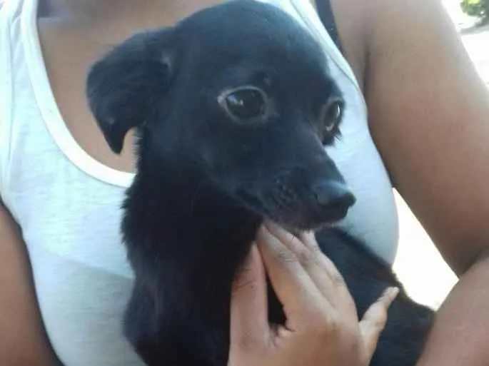 Cachorro ra a Indefinida idade 1 ano nome Tereza