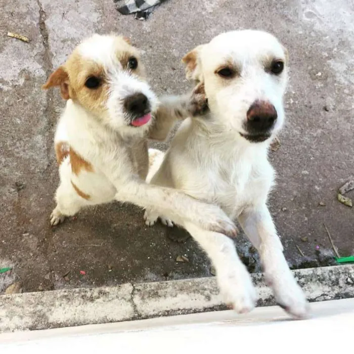 Cachorro raça sem raça definida idade 1 ano nome feijao/joao
