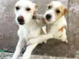 feijao/joao