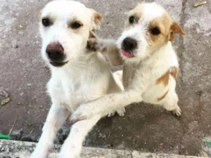 Cachorro raça sem raça definida idade 1 ano nome feijao/joao