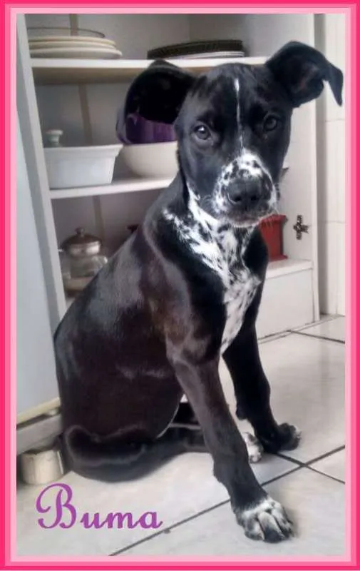 Cachorro ra a SRD idade 2 a 6 meses nome Buma