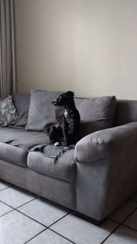 Cachorro ra a SRD idade 2 a 6 meses nome Buma
