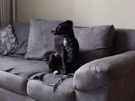 Cachorro ra a SRD idade 2 a 6 meses nome Buma