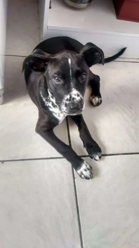 Cachorro ra a SRD idade 2 a 6 meses nome Buma