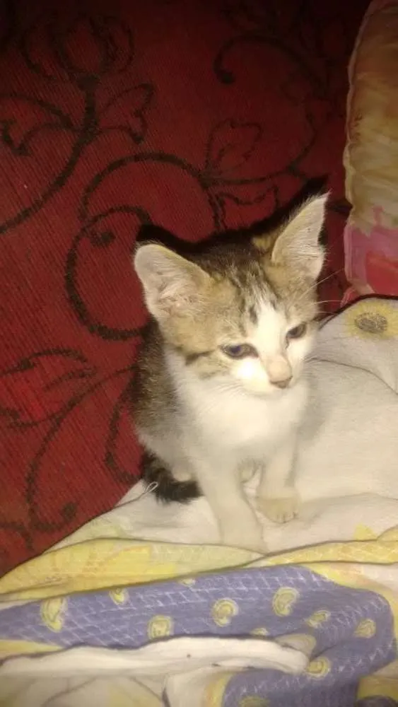Gato ra a Vira lata idade 2 a 6 meses nome Não tem