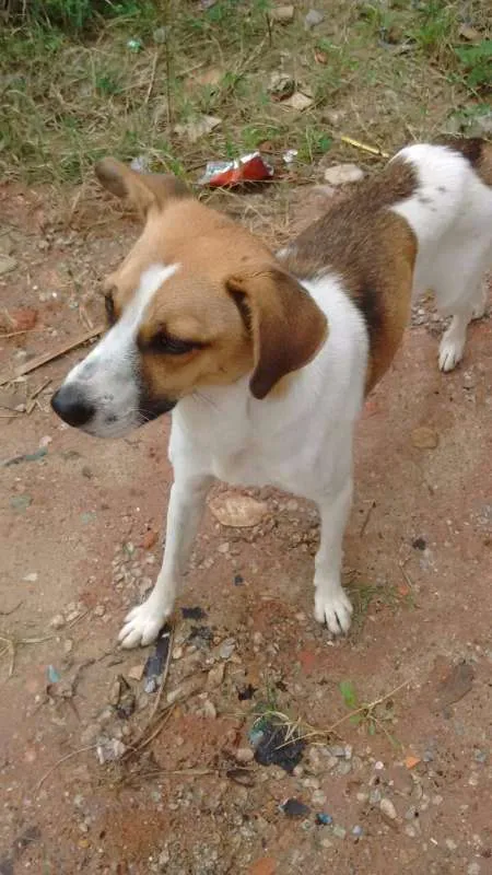 Cachorro ra a SRD idade 2 anos nome lindo