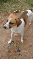 lindo