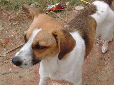 Cachorro ra a SRD idade 2 anos nome lindo