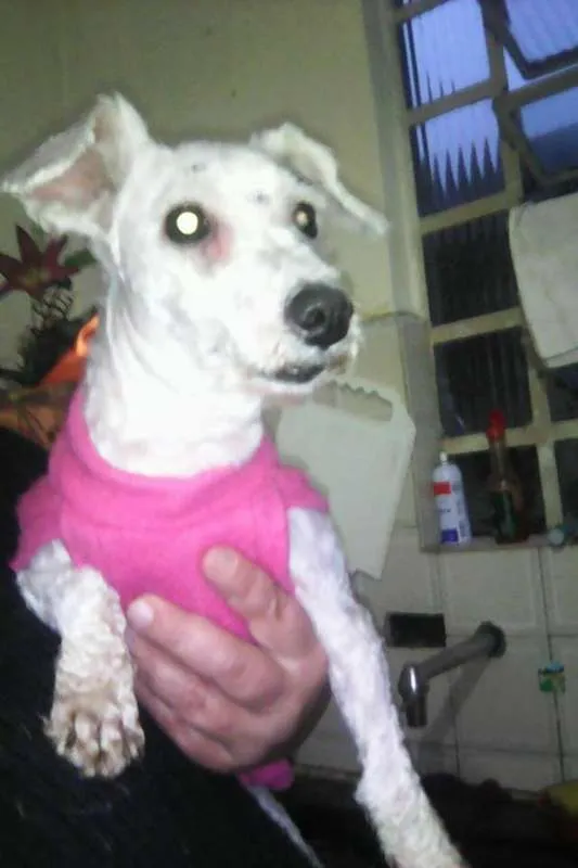 Cachorro ra a poodle toy idade 3 anos nome Lolita